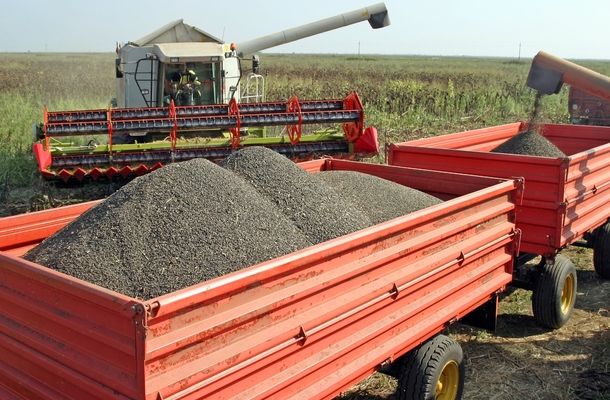 За даними Держстатистики, у 2018 р. в Україні зросло виробництво олійних культур.
