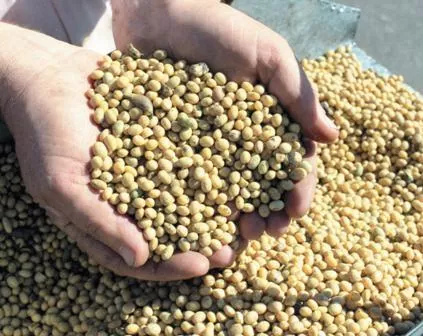 Украина в 2017/18 МГ увеличит переработку сои на 16%