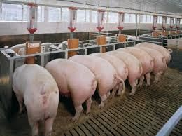Объемы забоя свиней и производства свинины возрастут к концу года