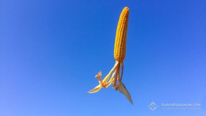 ГМ-кукурудза виявилась кориснішою та безпечнішою за звичайну
