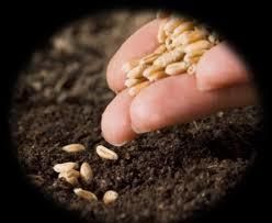 В Украине заражено до 4% семян яровых зерновых