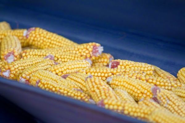 Мексика может нарастить импорт бразильской кукурузы