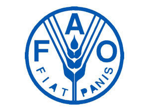 ФАО випускає посібник по боротьбі із іржею пшениці