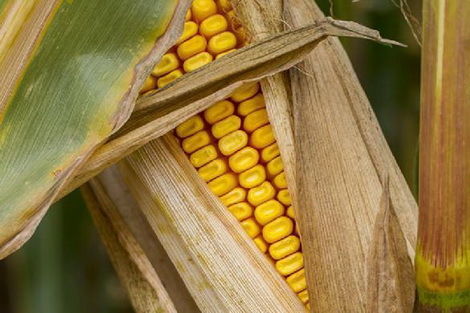 Экспортные поставки украинской кукурузы в Турцию стали рекордными 