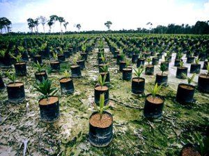 Индонезия в январе нарастила производство пальмового масла 