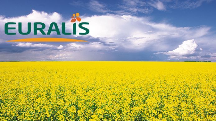 На черкасском заводе начнут производить семена озимого рапса