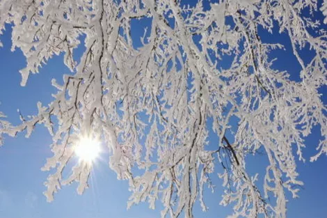 Морозы в Европе заставили подрасти цены на пшеницу