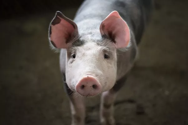 РФ ввела обмеження на імпорт української свинини