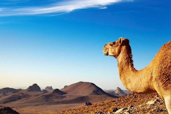 Марокко изучает возможности импорта австралийской пшеницы