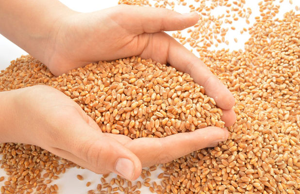 Экспорт украинского зерна превысил 30 млн т