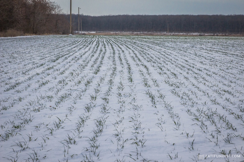 Озимые виды. Вымерзание озимой пшеницы. Озимое поле. Озимые зерновые культуры. Озимая пшеница зимой.