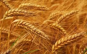  На мировом рынке пшеницы формируется "бычий" тренд - Rabobank