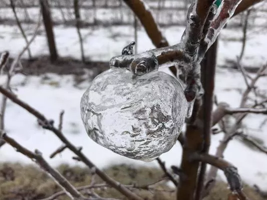 Яблука-привиди: після крижаного дощу фрукти замерзли прямо на дереві