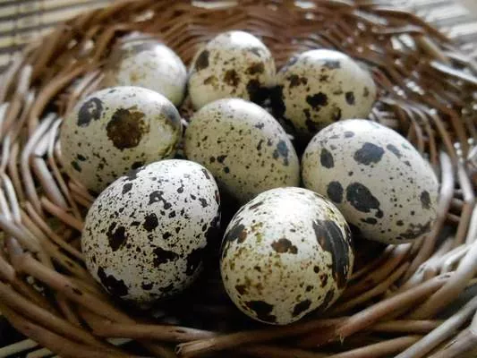 Виробництво яєць у січні зросло на 4,8%