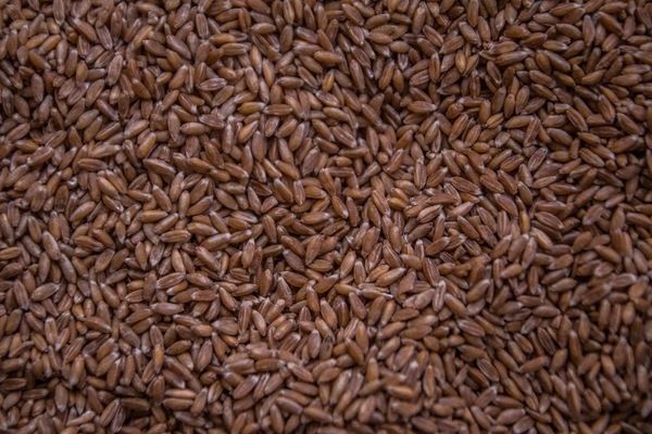 Житомирская область увеличила производство зерновых на 42%