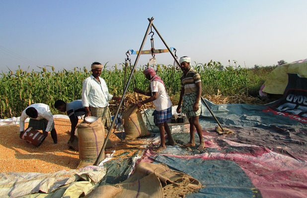 Индия собирается частично отменить пошлины на импорт кукурузы