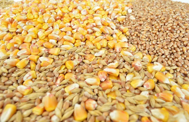 В Европе признали наличие проблем с хранением и логистикой зерна