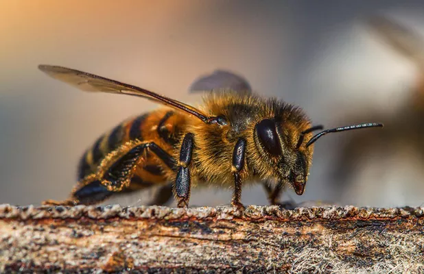 Депутаты предлагают за гибель пчел ввести драконовские штрафы и уголовный срок