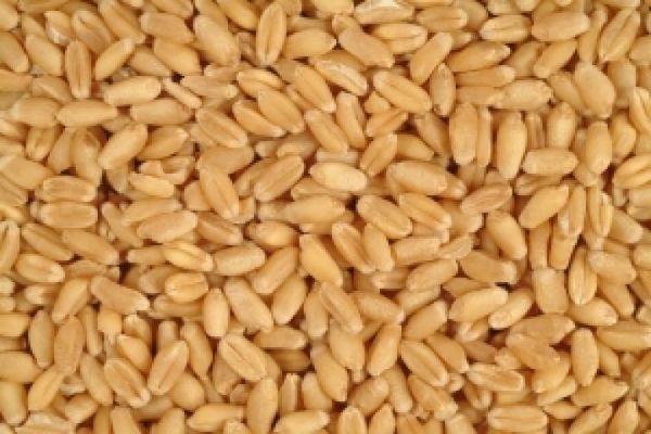 Япония объявила тендер на импорт мукомольной пшеницы