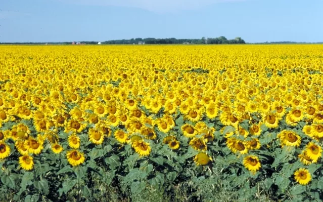 «Регіоналу» замовили вирощування соняшників та пшениці в зоні бойових дій за 13 млн грн