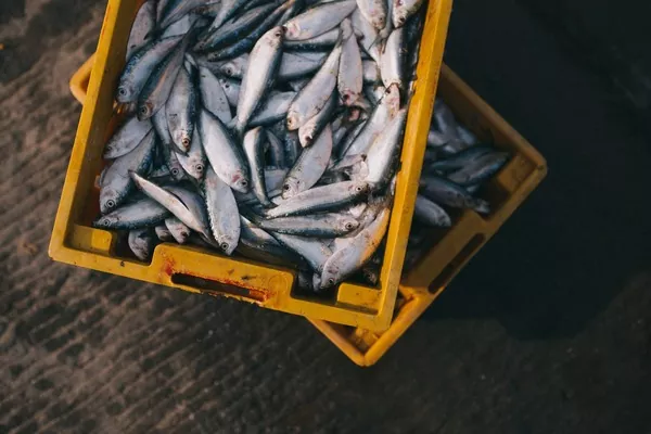У 2018 Україна експортувала риби та рибної продукції на $37,1 млн