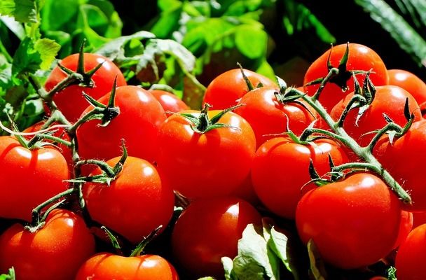 В Україні стрімко дешевшають імпортні томати