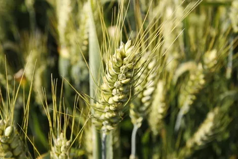 В России с 1 июля вводится новый ГОСТ на пшеницу