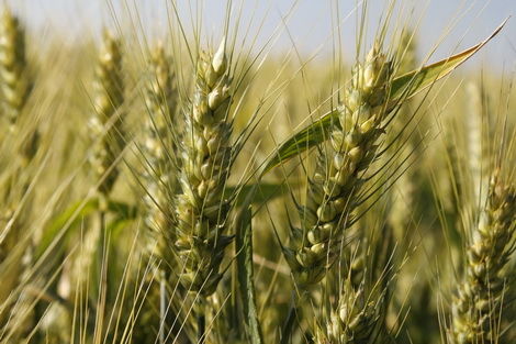 В Украине трейдеры не спешат поднимать цены на пшеницу