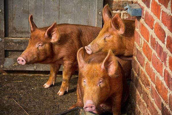 За січень в Україні на 1% поменшало свиней