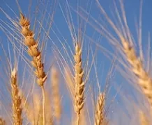 Світове виробництво кукурудзи і пшениці цього року зменшиться
