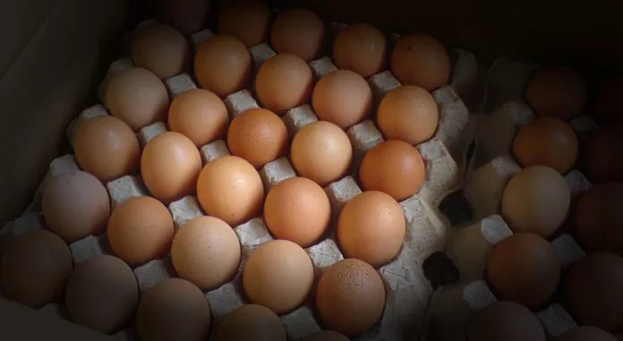 Україна експортувала яйця на $22,9 млн у січні-березні