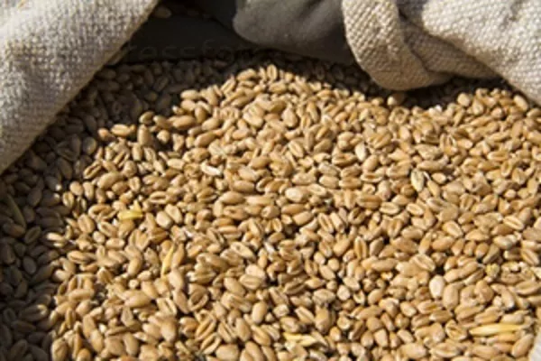 ЕС увеличит производство мягкой пшеницы до 134 млн т