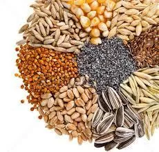 В Казахстане к 1 апреля запасы семян масличных составили более 900 тыс. тонн