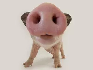 Объемы забоя свиней в Украине сократились на 10%