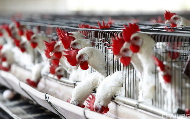 МХП за I кв. 2018 г. увеличил экспорт курятины на 28%