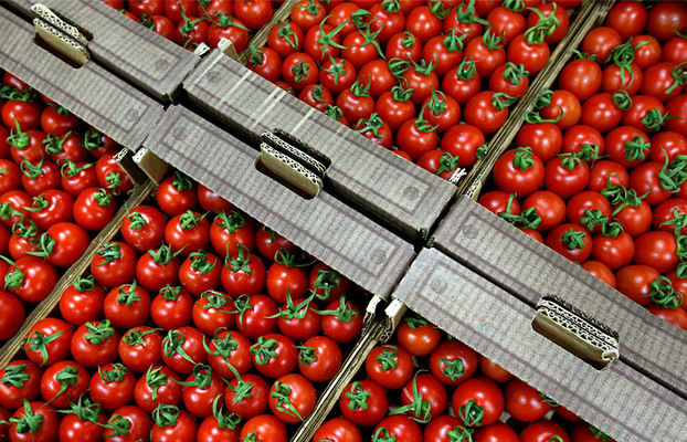 В Україні стрімко подешевшали томати: за тиждень мінус 17%
