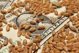  Пшеница США: погодные страхи вновь овладели биржей