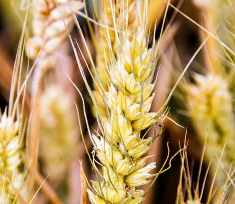 Премия за качественную пшеницу в Украине оценивается в 20 USD/т – эксперт