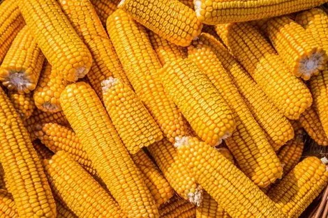 Украина в новом сезоне увеличит экспорт кукурузы на 21% — USDA