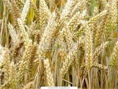 В Германии в 2018 г. урожай озимой пшеницы снизится на 3% || Аграрный рынок || AgriNEWS: Новости агробизнеса