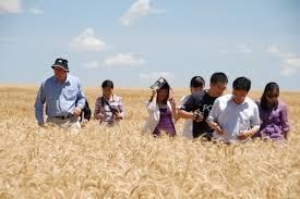  МСХ Японии закупило минимальный объём фуражной пшеницы на тендере по системе SBS