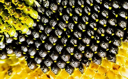 Мировая переработка подсолнечника в апреле-сентябре 2018 г. снизится на 6%