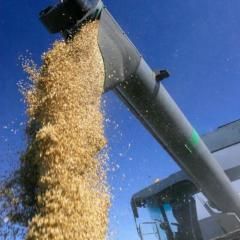 Україна зменшила відвантаження зернових на 24%