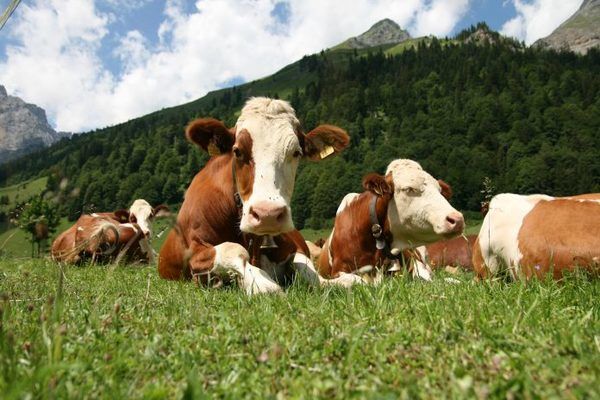 «Долинське» планує ввести в експлуатацію нове приміщення на 270 корів у травні