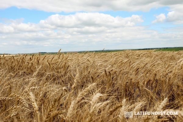 Экспорт пшеницы из Украины в 2016 г. увеличился на $490 млн