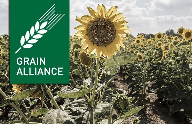 Grain Alliance меняет технологию производства культур