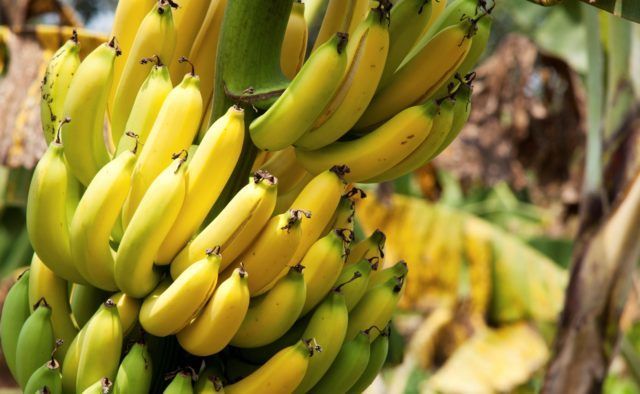 У Нідерландах зібрали перший в історії урожай бананів