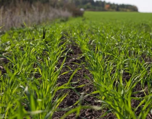 Аграрії Вінничини засіяли ярими зерновими 107 тис. га