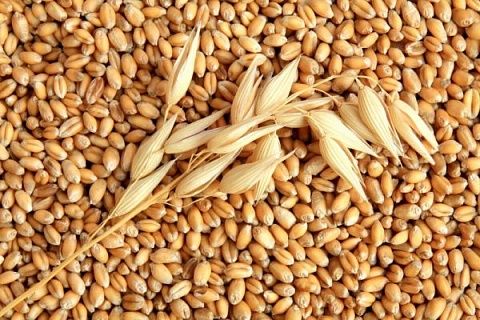Саудовская Аравия объявила тендер на закупку крупной партии пшеницы