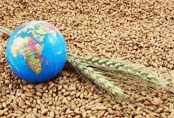 Мировое производство зерновых в 2018 г. снизится на 41 млн т